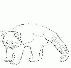 Mother red panda with her baby. Red Panda Coloring Page Coloring Home