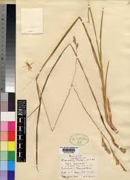 Image result for Radinosiphon leptostachya