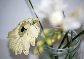 Can i put bleach in my flowers. The Old Wives Tales Of Flower Care