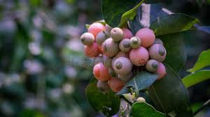 Image result for Olacaceae