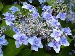 If you want to grow other flowers with it, choose from those that require similar conditions to grow. Fall Planting Wishlist Scott Arboretum