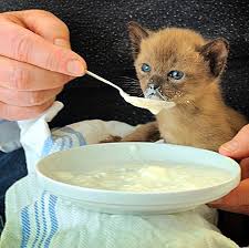 Disebabkan setiap hari cik en menerangkan benda yang sama. Apakah Makanan Kucing Terbaik Untuk Cirit Birit 2021