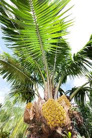 Image result for Elaeis