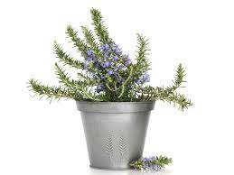 Check spelling or type a new query. No Flowers Six Alternative Sympathy Gifts Funeral Guide Australia