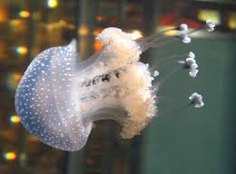 Image result for Isoglossa punctata