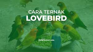 Cara ternak lovebird agar cepat bertelur. Cara Ternak Lovebird Untuk Pemula Agar Cepat Bertelur