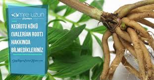 Kediotu Koku Valerian Root Hakkinda Bilmedikleriniz Diyetisyen Emre Uzun