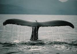 Flukes move up and down to propel the whale through the water. Humpback Whale Wildwhales