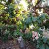 The armenian plum (commonly called apricot) is the national fruit of armenia and has been cultivated there for centuries. 3