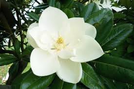 Description as an east coast native, washington hawthorn is enjoyed all across the united states for its white bloom, fantastic scarlet fall foliage, and profusion of red berries that provide food for songbirds all winter long. Common Kinds Of Trees With White Flowers Lovetoknow
