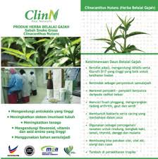 Jus cegah kanser yang awet muda dan super detox dengan ssg daun belalai gajah dan graviola. Www Facebook Com Myjusbe Jus Belalai Gajah Penawar Kanser Facebook