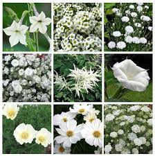 Moon Garden Monochromatic White Flower Seed Collection 9 Varieties Moon Garden Flower Seeds Unusual Flowers