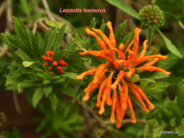 Image result for Clutia hirsuta