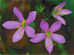 Image result for Justicia toroensis