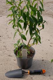 Image result for Cestrum × cultum