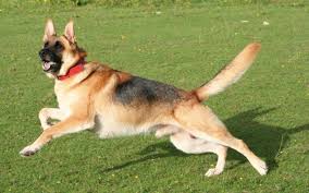 Panzer is a gsd x husky who has sadly been in rescue for nearly 3 years without any interest whatsoever. Adoption German Shepherd Rescue South Rescuing German Shepherds Since 2007