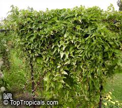 Image result for Polystachya virginea