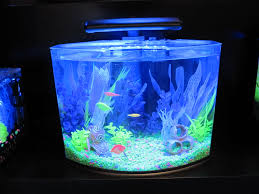 Look At Those Fish Glo Glofish Fish Aquarium Tetra Fiji Water Bottle Glofish Water Bottle