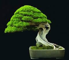 Bonsai Kelapa Termahal Bonsai Langka Bonsai Serut Juara Bonsai Terindah Di Dunia Cara Membuat Pohon Bonsai Pohon Bonsai Buah Pohon Bonsai Pohon Bonsai Menanam