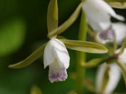 Image result for Eulophia tuberculata