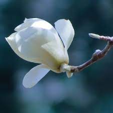 Magnolia Kobus By Larksgar Magnolia Yellow Roses Flowers