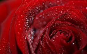 If valentines day is coming it is necessary that you wish your friend, your lover, husband, or wife. Valentine Flowers Wallpapers Top Free Valentine Flowers Backgrounds Wallpaperaccess