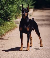 We have beautiful 8 week old doberman puppies ready for their forever homes. Kaliber Dobermans The Gentleman
