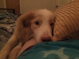 This is Rayku, AKA Rubber boy or Holy Pillsburry Dough boy. He is 9 weeks  old and 22lbs. He tried to immitate his sister and go down the stairs fast.  So he