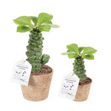 Image result for Euphorbia richardsiae