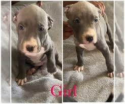 We have 11 adorable puppies who were born on january 28, 2020. View Ad American Pit Bull Terrier Puppy For Sale Near Ohio Youngstown Usa Adn 203741