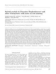 Image result for Erythrococca kirkii