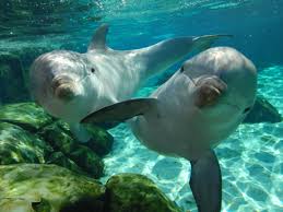 Jul 15, 2021 · dolphins can hold their breath on average between 8 to 10 minutes but in rare cases may stay underwater for up to 15 minutes. Bottlenose Dolphins Dolphins Ocean Animals Animals