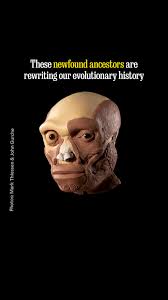 Elusive “type D” orca species filmed