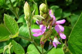 Image result for Desmodium intortum