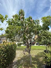 Image result for Maranthes goetzeniana