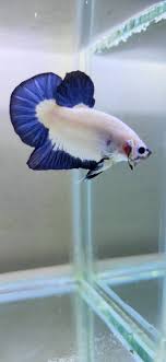 Jenis ikan hias cupang ini memiliki ekor yang menyerupai seperti seperti mahkota, hal ini adalah dasar penamaan ikan cupang ini. Blue Rim Betta