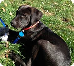 On the street of westport avenue and street number is 255. Westport Ct Labrador Retriever Meet Jake A Pet For Adoption
