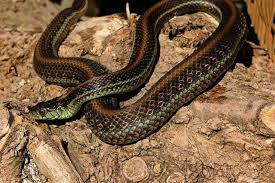This is pretty small, so some people may not recognize them as dangerous at first. Thamnophis Eques Diluvialis Steven Bol Garter Snakes