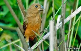 Image result for Morinda angolensis