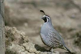 We did not find results for: California State Bird California Valley Quail 50states Com
