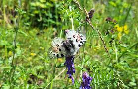Image result for Parnassius apollo