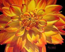 The search engine that helps you find exactly what you're looking for. Yellow And Orange Variegated Dahlia Painting By Dottie Kinn