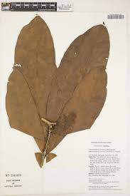 Image result for Gilbertiodendron dewevrei