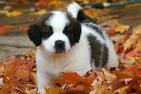 Saint Bernard Puppies for Sale | PuppySpot