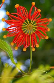 Distinguished and expensive looking, you can grow them or buy them cut. 39 February Flowers Ideas Australian Native Flowers Event Flowers Flowers