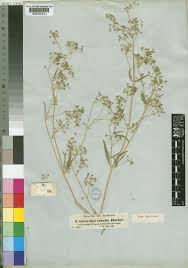 Image result for Gisekia africana