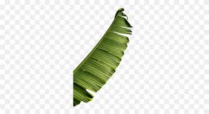 Full Banana Leaf Png Palm Fronds Png Stunning Free Transparent Png Clipart Images Free Download There are 301 banana leaves png for sale on etsy, and they cost $5.25 on average. full banana leaf png palm fronds png