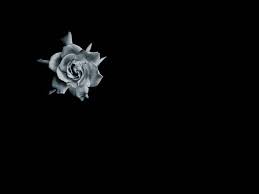 Water, smoke, blue flower white background. Rose Black Background Minimalism Monochrome Flowers Wallpapers Hd Desktop And Mobile Backgrounds
