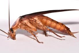 The next most common cockroach in texas is penplaneta amencana, the american cockroach. Cockroach Pictures Photo Gallery With Images