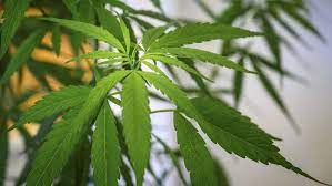 Ganja aceh membicarakan ganja tidak akan lepas dari aceh. Kisah Peracik Kopi Ganja Di Persembunyian Aceh